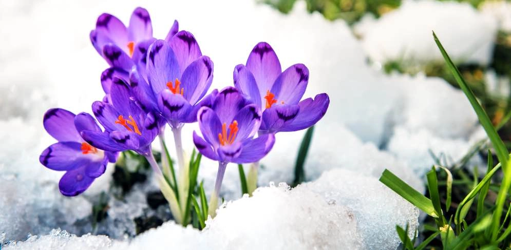 Lila Krokusse blühen während noch Schnee liegt