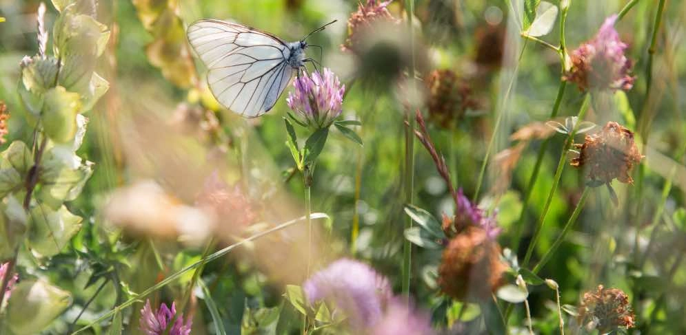 Ein Schmetterling sitzt auf einer Blume